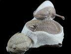 Rare Leningradites + Two Asaphus Kowalewskii Trilobites #58733-1
